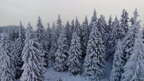 Aerial Flying Above Winter Forest in Mountain Valley