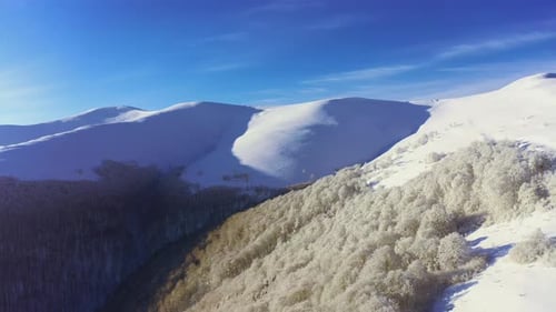 High Snowy Mountain Covered with Evergreen Fir Trees on a Sunny Cold Day