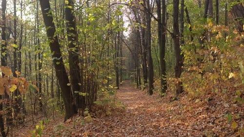 Tree alley path by early fall 4K drone footage