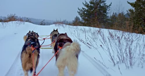 Huskies Pull a Sleigh Team Fluffy Tails Wag Dogs Run Along the Snowy Road