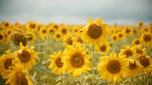 A Bright Yellow Field of Sunflowers - the Bee Flying Around and Collecting the Pollen