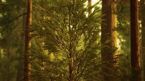 Giant Sequoias in Redwood Forest