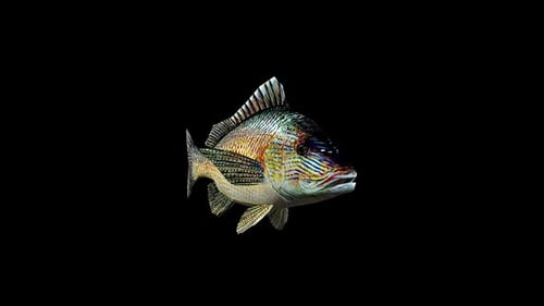 Realistic Animated Fish Swimming Loop