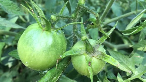 Tomaten für den Garten