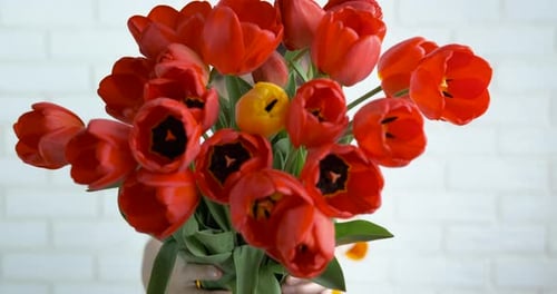 Smiling Girl Enjoys Bouquet of Red Tulips