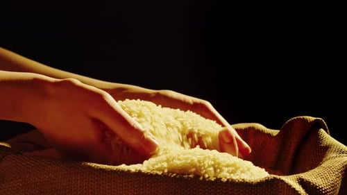 Hands Scooping Rice From a Burlap Sack