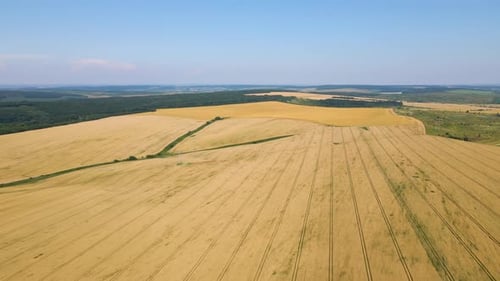Aerial Landscape View of Yellow Cultivated Agricultural Field with Ripe Wheat on Bright Summer Day