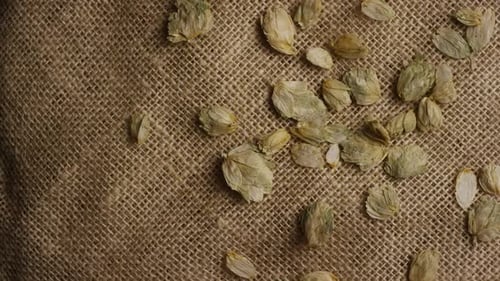 dose rotativa de cevada e outros ingredientes de fabricação de cerveja - BEER BREWING