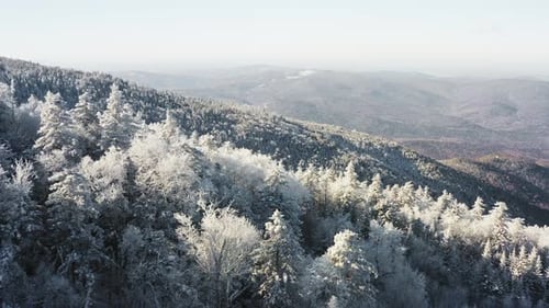 Winter Forest Nature Snow and Frost Covered Conifers Alpine Landscape