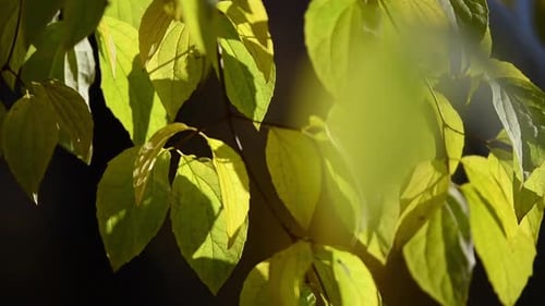Green Leaves Gently Blow in Breeze