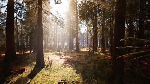 Sunshine Forest