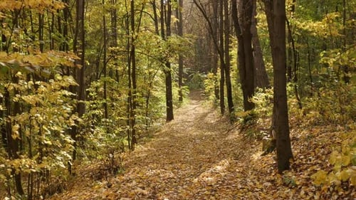 Forest walk over fallen leaves POV slow-mo footage
