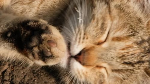 Nahaufnahme-Videoporträt eines lustigen Obdachlosen mit Muschi leckt die Pfote auf einem weißen Wandhintergrund