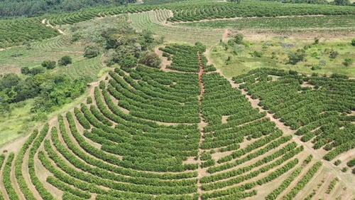 Aerial View of Green Farm Rows in Countryside