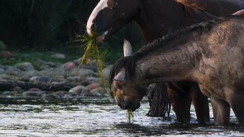 Horses Grazing in Shallow Water River