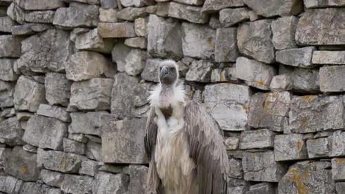 Griffon Vulture