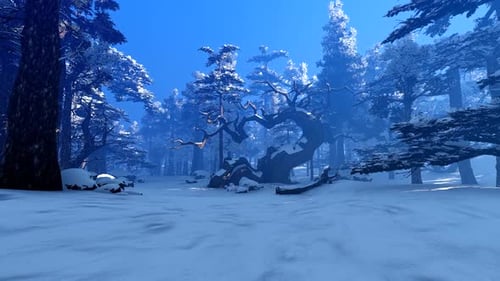 Winter Forest