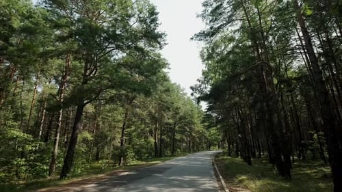 The Car Goes on the Road Through a Pine Forest