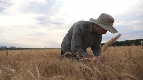 Male Farmer Walking Through Grain Field and Exploring Wheat Ears of Crop. Young Agronomist Going