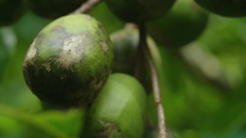 Close Up of Tropical Green Fruit on Tree