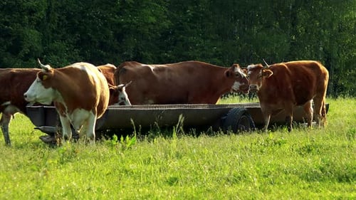 Cows Drink From a Trough in a Pasture, a Forest in the Background