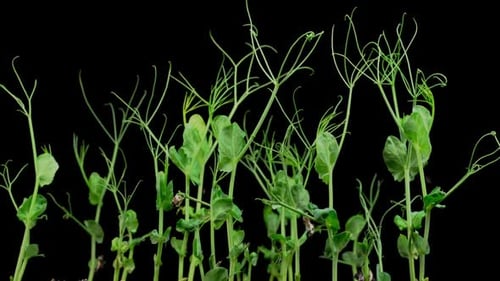 Pea Plants Grow in Time Lapse