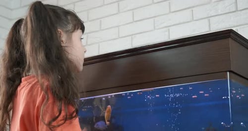 Child Feeds Pet Goldfish in Blue Aquarium