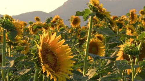 Harvest Season In Sunflower Field