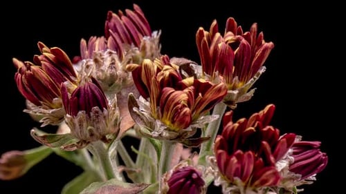 Red Chrysanthemum Flowers Blooming in Time Lapse