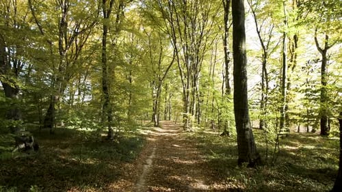 Autumn Forest with Bright Orange and Yellow Leaves