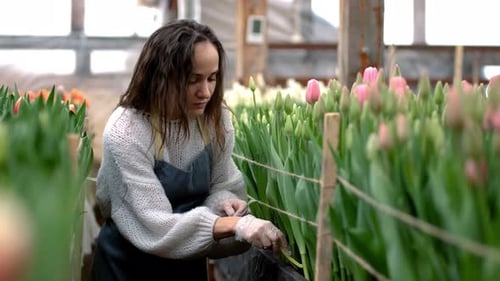 Woman Cultivating Tulips in Greenhouse Setting