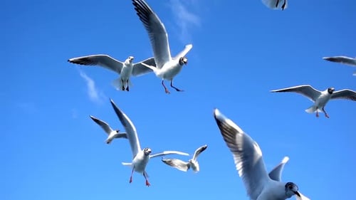 Mouettes, oiseaux, animaux, voler, sur, clair, ciel bleu