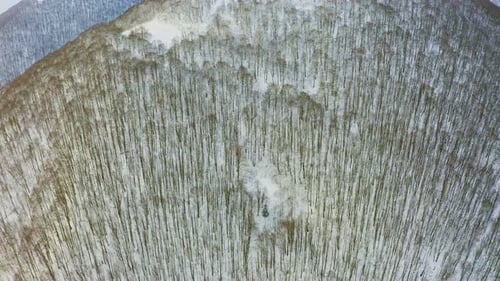 High Snowy Mountain Covered with Evergreen Fir Trees on a Sunny Cold Day