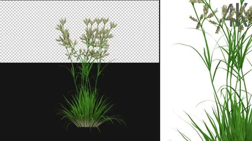 Dactylis Grass Growing On Alpha
