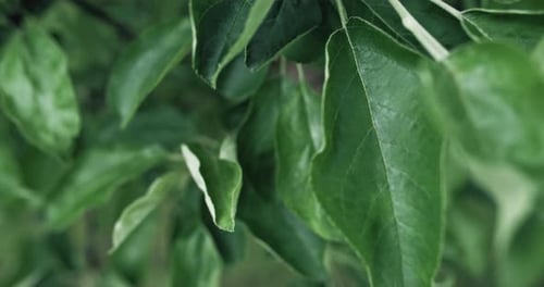 Foliage Background Green Leaves Apple Tree Wind