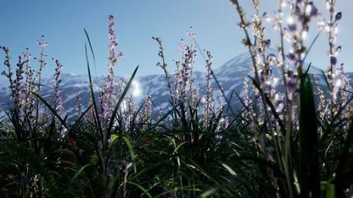 Lavender Field with Blue Sky and Mountain Cover with Snow
