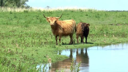 Highland Cattle Grazing Near Peaceful Stream