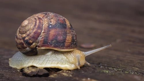 Makro von schönen Schnecken, die in der Natur kriechen. Nahaufnahme