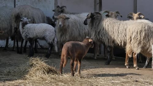 Sheep and Lambs in spring season, new life
