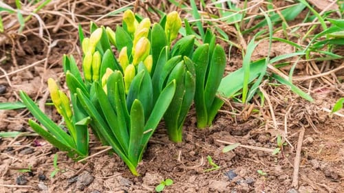 First Yellow Crocus Flowers Spring Saffron