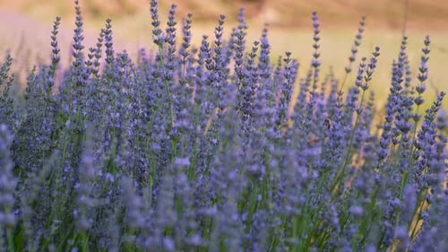 Field in Lavenders