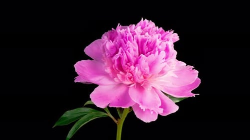 Blooming Pink Peony Flower Time Lapse on Black