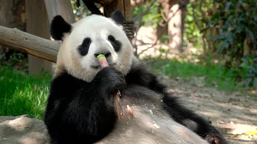 Giant Panda Sitting and Eating Bamboo in Forest