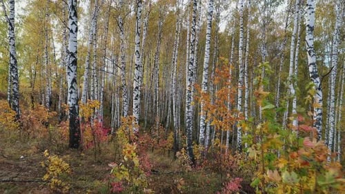 Flying between trees in birch grove in a autumn day.