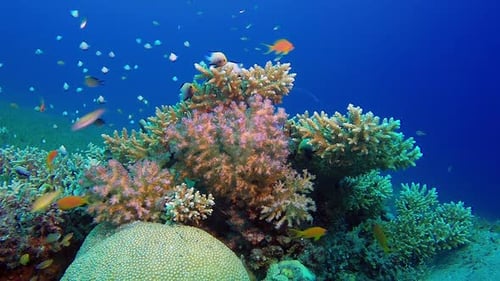 Underwater Sea Coral Reef