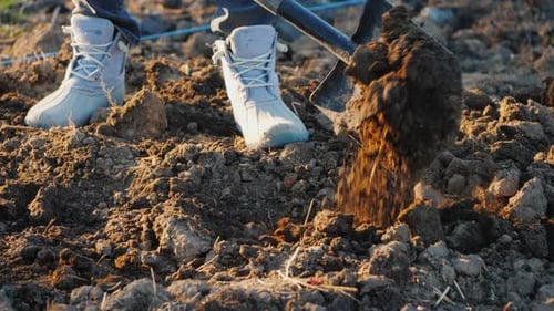 The Gardener Digs Up Soil in His Vegetable Garden