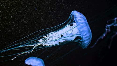 Sea Northern Nettle Jellyfishes Swims in West Coast Deep Ocean Water
