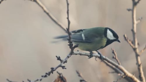 Kleine Vogelmeise auf dem Ast