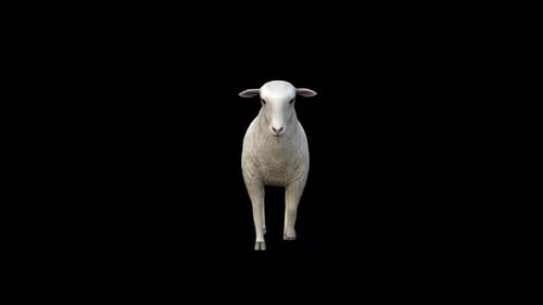Sheep Walk Blick von vorne