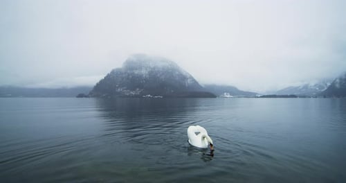 Swan Swimming in Lake with Mountain Backdrop